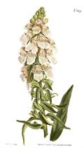 woolly foxglove